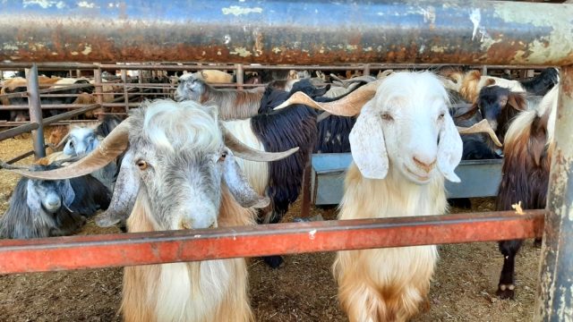 Adıyaman'da kurbanlık satışları başladı