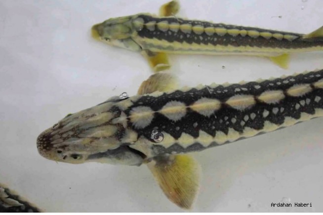 Amasya'da yetiştirilen 8 bin mersin balığı Karadeniz’e bırakılıyor: Havyarının kilosu 2 bin dolar