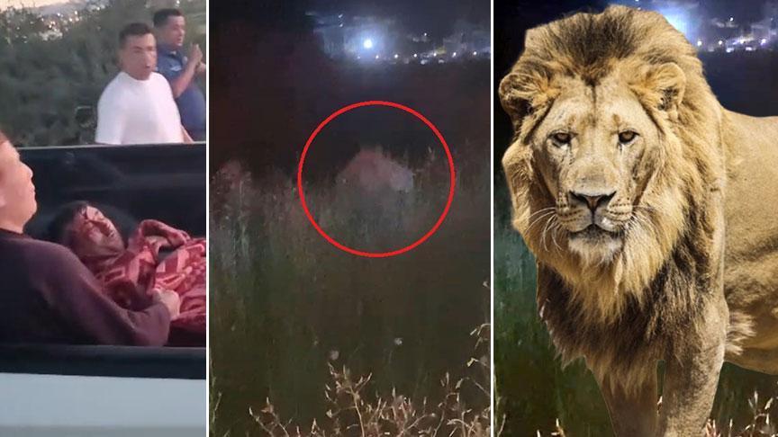 Antalya'da aslan saldırısı! Kafesinden kaçtı, bir kişiyi ağır yaraladı: Her yerde aranıyor