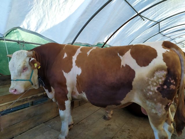 Araba fiyatına dana alıcısını bekliyor