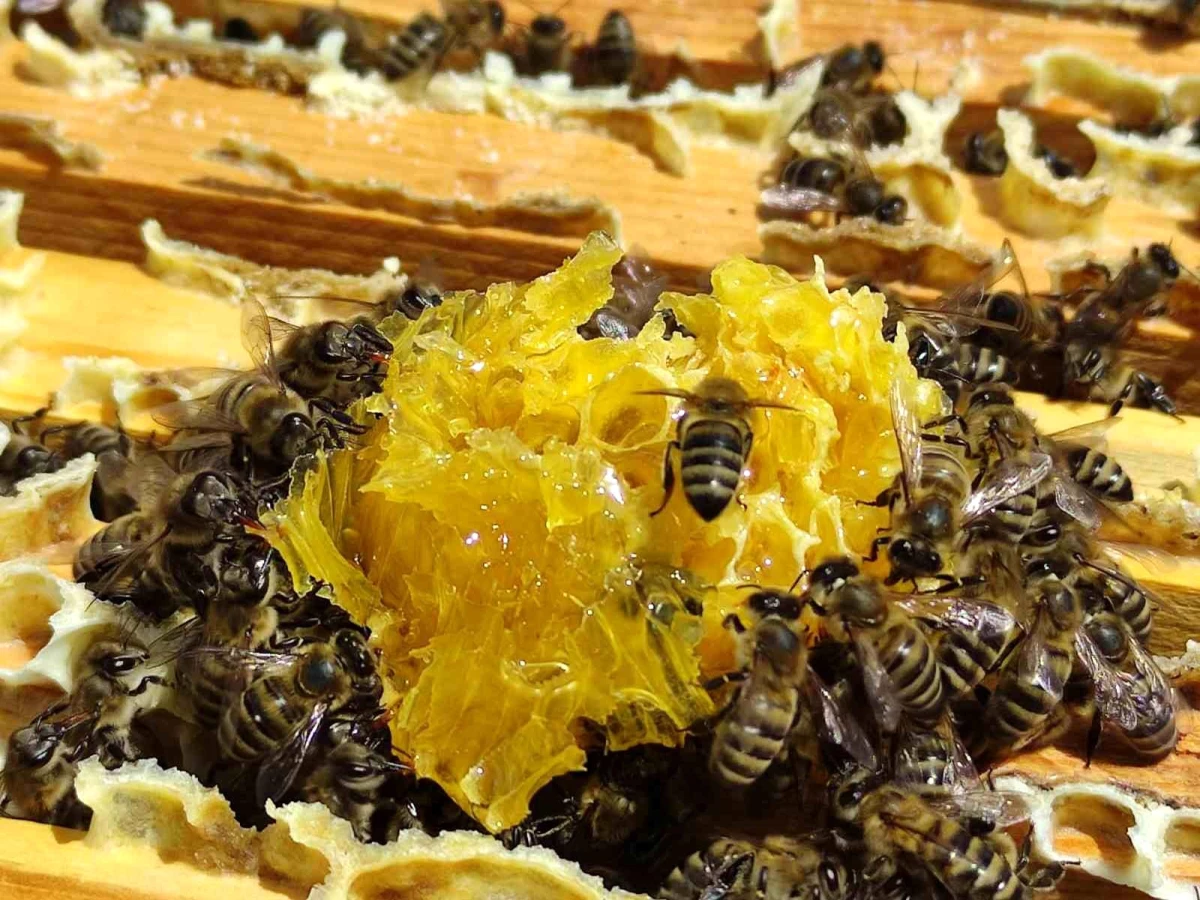 Ardahan Çiçek Balında Sağım Heyecanı