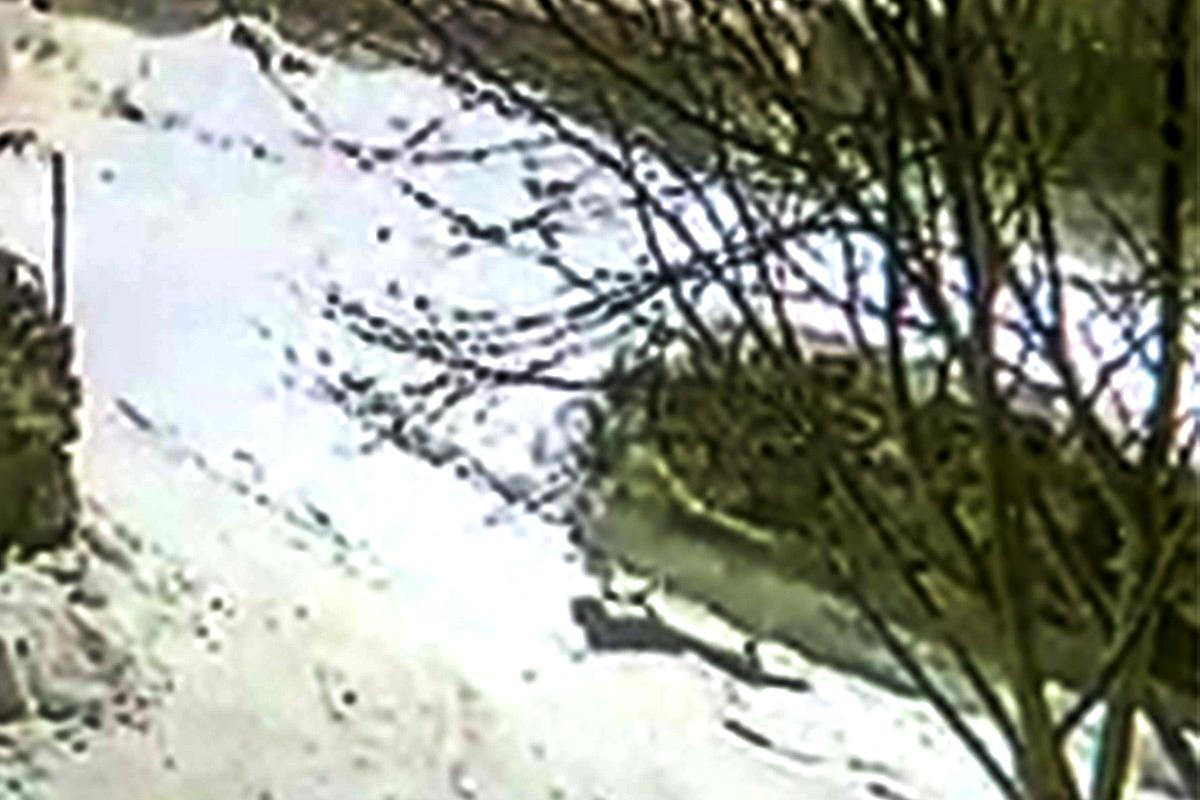 Ardahan da Aç kurt yavru köpeği böyle götürdü