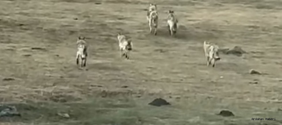 Ardahan’da Bahar Müjdesi: Kar Çiçekleri Açtı, Kurtlar Sahneye Çıktı
