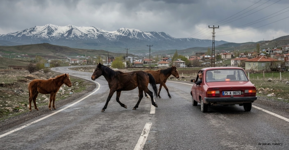Ardahan’da Başıboş Atlar Tehlike Saçıyor