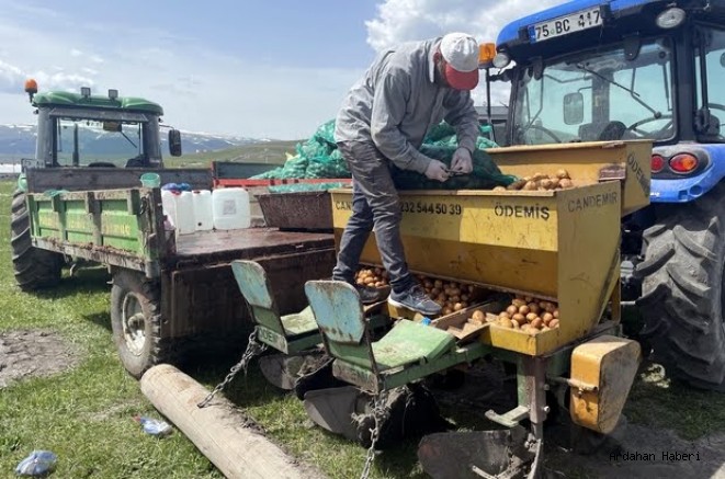 Ardahan da Desteklemelerle bu yıl atıl durumdaki 2 bin 500 dönüm arazi üretime kazandırıldı.