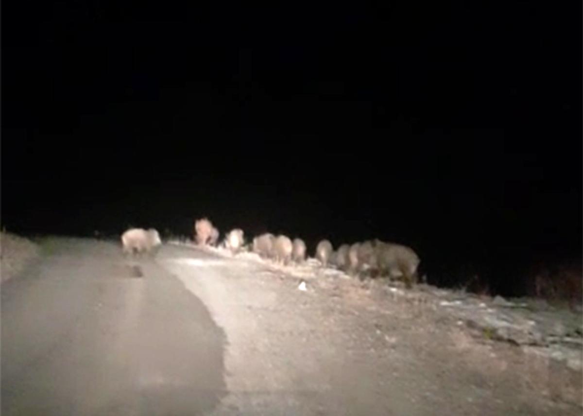 Ardahan da Gece karanlığında karşılarına domuz sürüsü çıktı