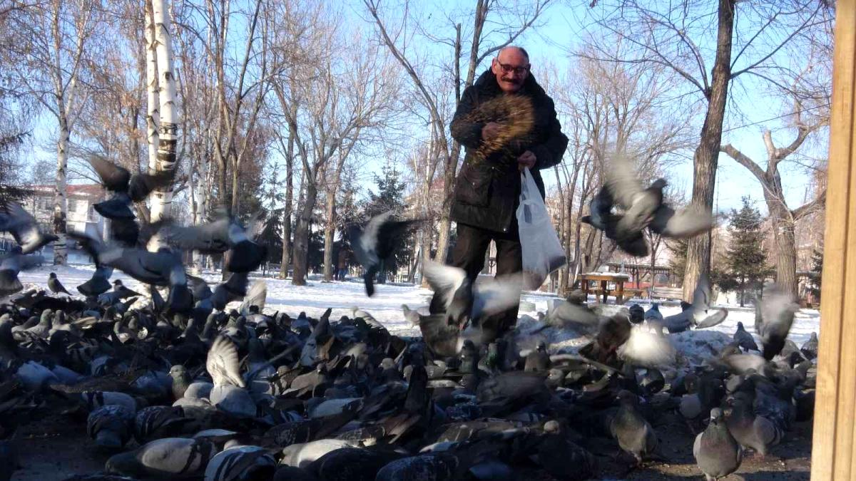 Ardahan da Güvercinleri soğuk günlerde her gün besliyor