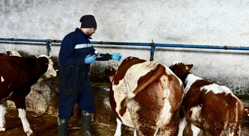 Ardahan’da Hayvan Hastalıklarıyla Mücadele Çalışmaları Sürüyor
