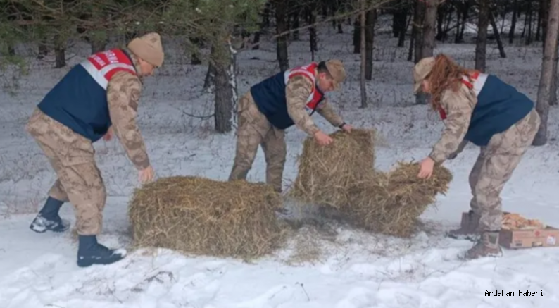 Ardahan'da, jandarma ekiplerince yaban hayvanları için doğaya yem bırakıldı