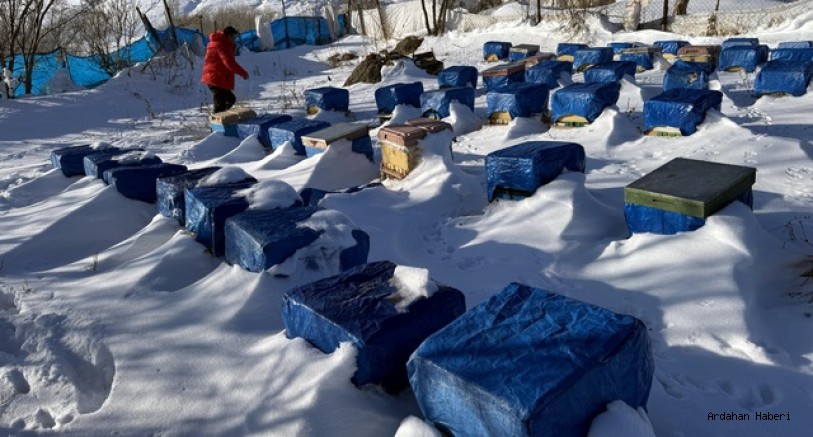 Ardahan da Kafkas arısının kar altındaki kışlatma sezonu başladı.