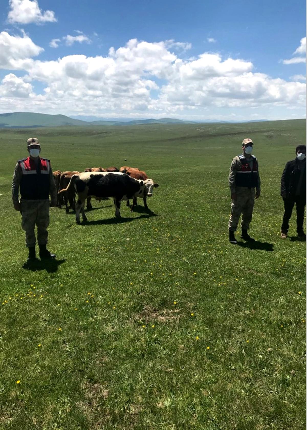 Ardahan da Kayıp hayvanlar jandarma tarafından bulundu