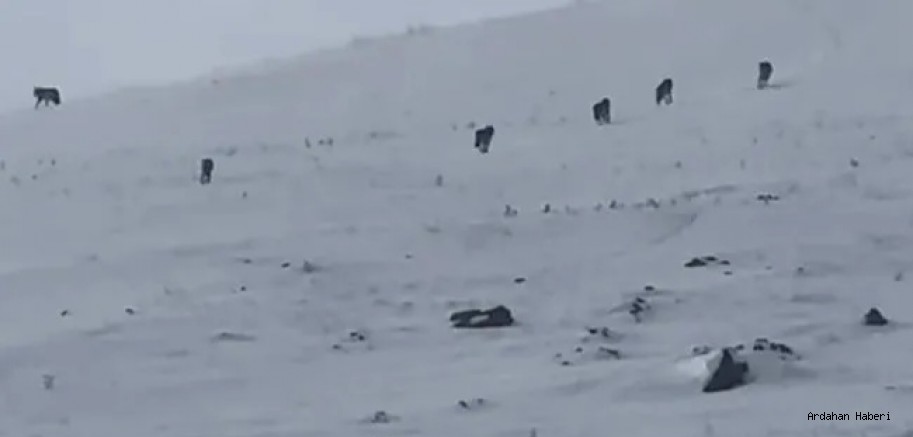 Ardahan da Kış aylarında yiyecek bulmakta zorlanan kurtlar köy çevrelerine kadar indi