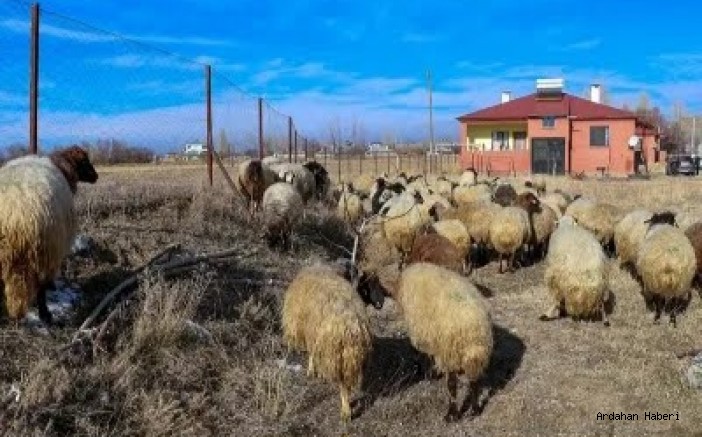 Ardahan’da Küçükbaş Hayvancılıkta Devrim: 6 Ayda 100 Bin Hedefine Ulaşıldı!
