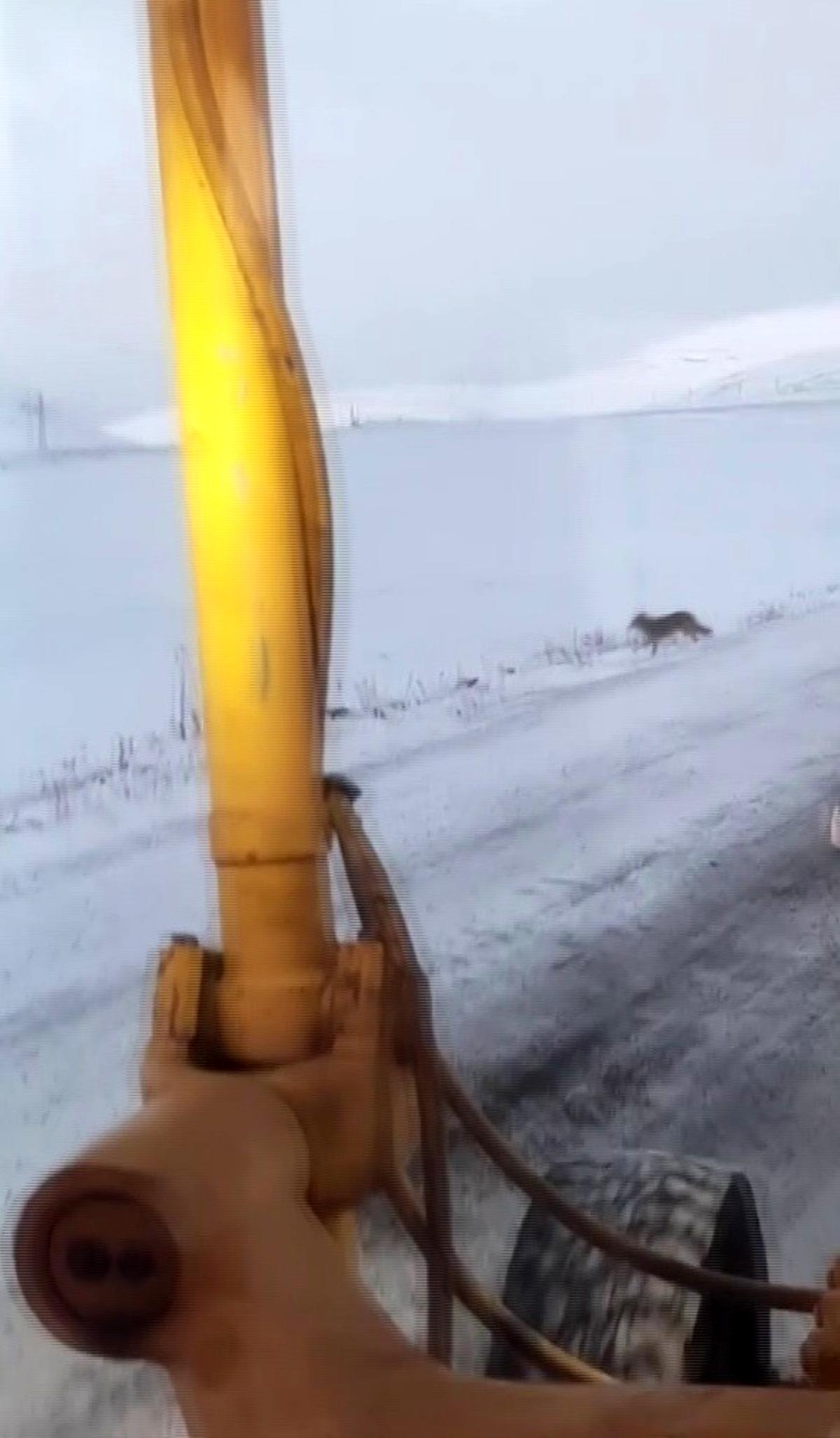 Ardahan da Kurt sürüsü karayoluna indi