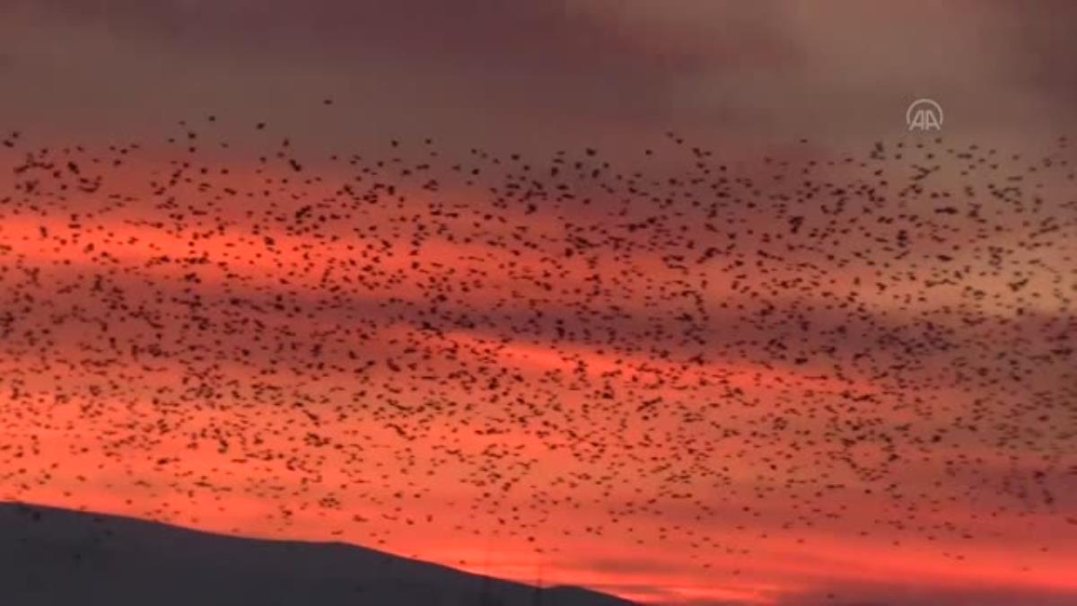 Ardahan da Kuşların toplu halde uçuşu görsel şölene dönüştü