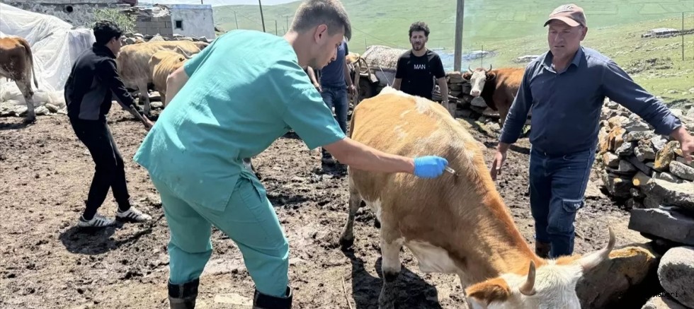 Ardahan da Şap nedeniyle hayvanlara yönelik aşılama çalışmaları aralıksız devam ediyor