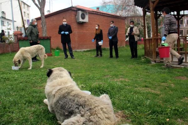 Ardahan da Sokak hayvanlarına yiyecek bıraktılar