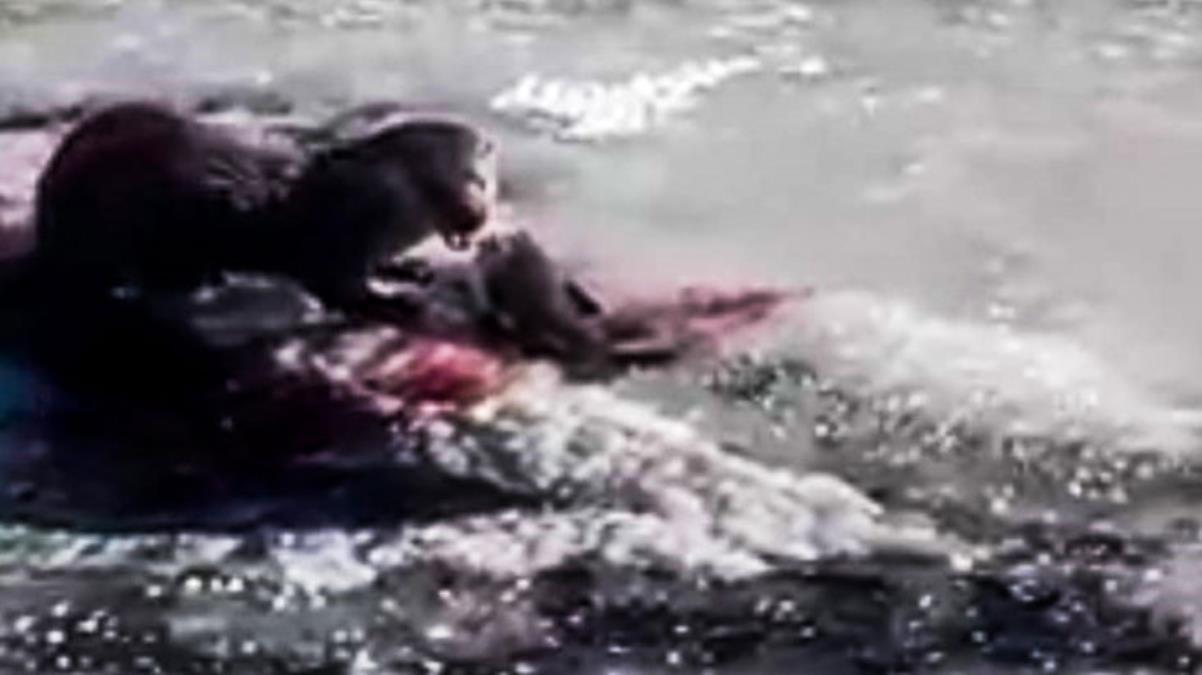 Ardahan da Su Samuru, buz üstünde balık yerken görüntülendi