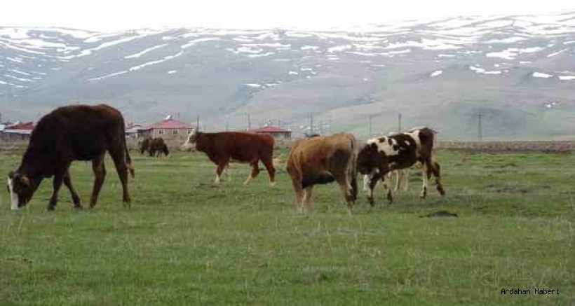 Ardahan’da, uzun geçen kışın ardından besiciler hayvanlarını besledikleri ahırlardan çıkararak meralarda otlamaya bıraktı.