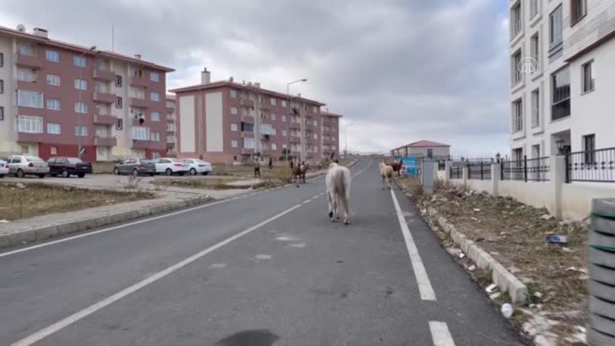 Ardahan da Yılkı atları kent merkezinde beslenmeye çalışırken görüntülendi