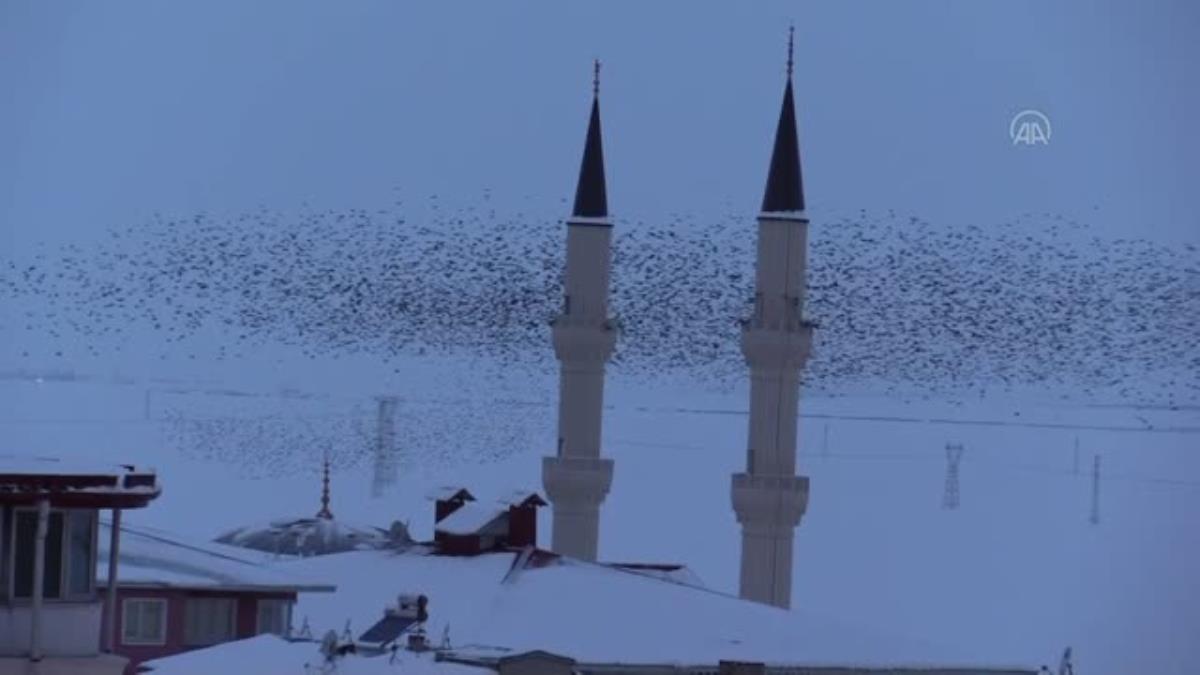 Ardahan da Yüzlerce kuşun toplu uçuşu güzel görüntü oluşturdu