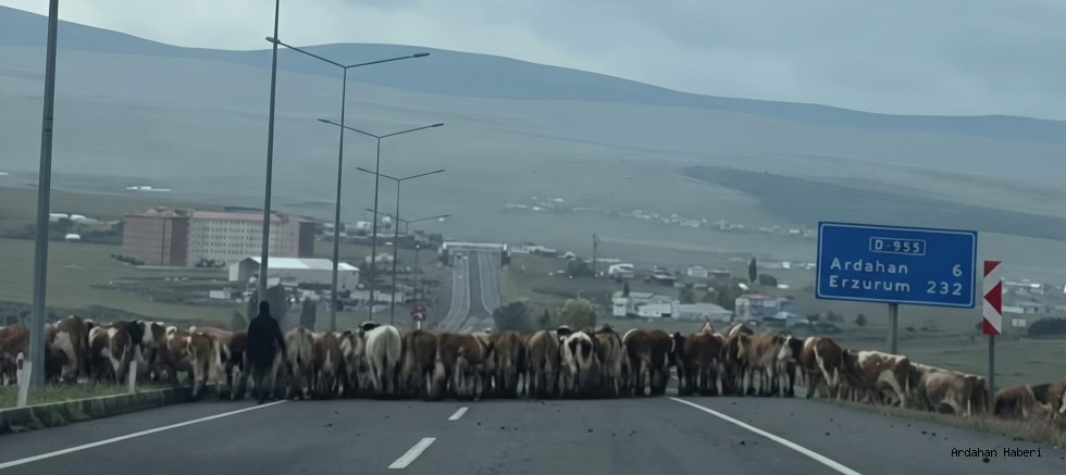 Ardahan-Gürcistan Uluslararası Karayolu’nda Tehlikeli Anlar! Hayvan Geçiş Tüneli İsteniyor