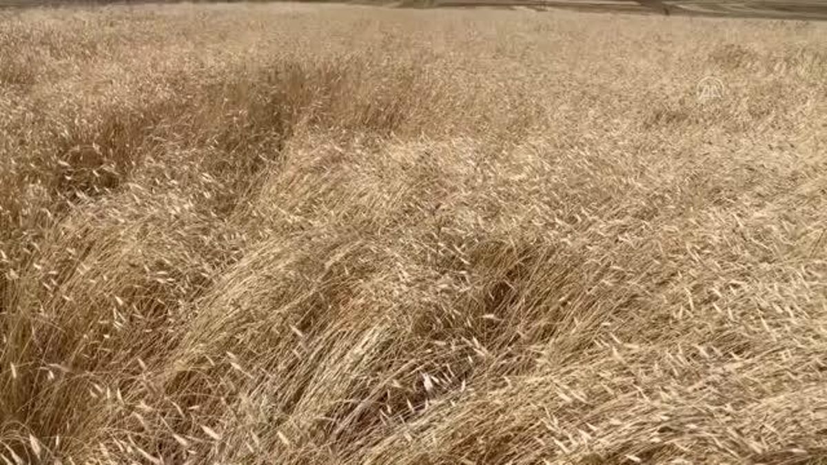 Ardahan Haberi: Çıldır da Deneme amaçlı ektiği ata buğdayında 3 yılda 32 ton verime ulaştı