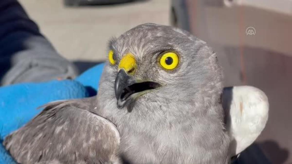 Ardahan Haberi: Çıldır da Yaralı bulunan Çayır Delicesi kuşu tedavi altına alındı
