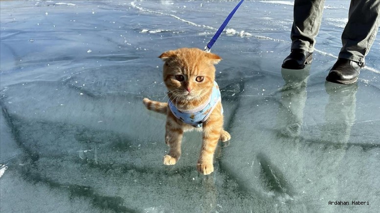 Ardahan Haberi: Çıldır Gölü'nün ortamını kedisi ile paylaşmanın mutluluğunu yaşıyor 