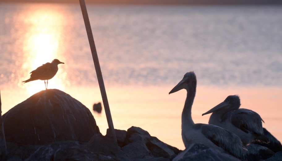 Ardahan Haberi: Çıldır lı Balıkçının Beslediği Pelikanlar iş yerinin maskotu haline geldi
