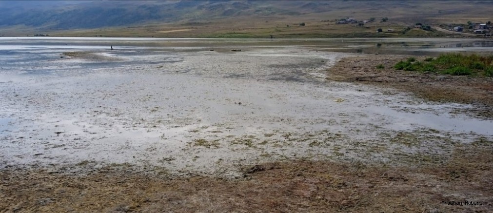 Ardahan Haberi: Çıldır sınırları içinde yer alan Aktaş Gölü’nde ki su çekilmesi dikkat çekici boyutlara ulaştı