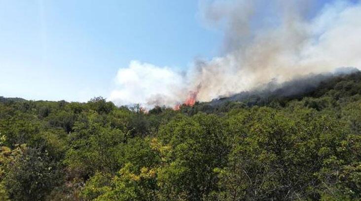Ardahan Haberi: Demre'deki orman yangını kontrol altına alındı