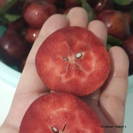 Ardahan Haberi: İşte Posof elmasının hikayesi
