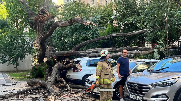 Ardahan Haberi: Kadıköy'de faciadan dönüldü! Çınar ağacı 5 aracın üzerine devrildi