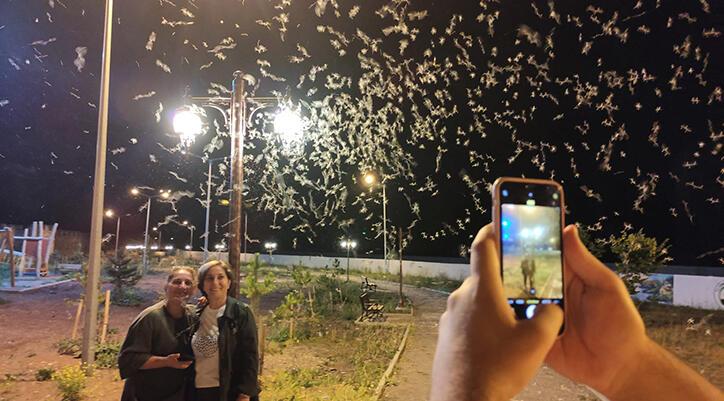 Ardahan Haberi: Mayıs sineklerinin ölüm uçuşu! Vatandaşlar telefonlarına sarıldı