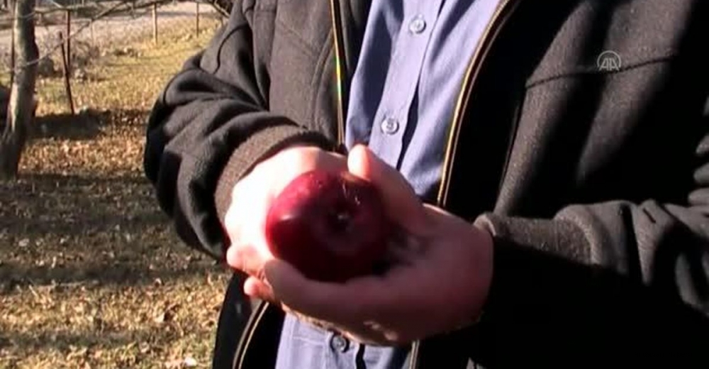 Ardahan Haberi: Posof ta Coğrafi işaretli içi kırmızı elma hasat ediliyor