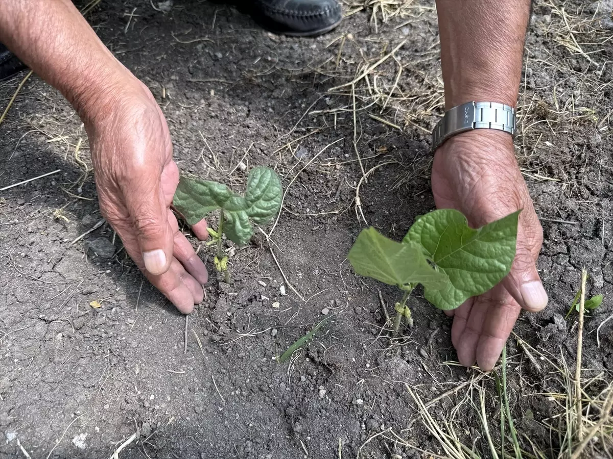 Ardahan Huzurevi'nde yaşlılar doğayla bağ kuruyor