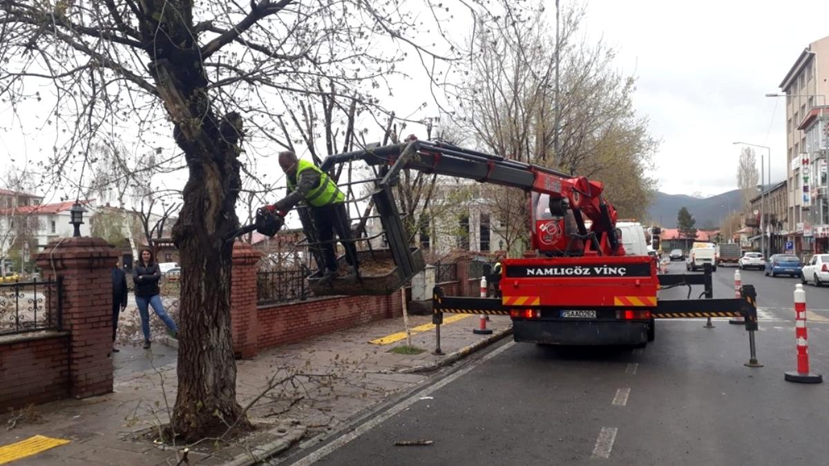 Ardahan Milli Egemenlik Parkındaki ağaçlara gençlik aşısı
