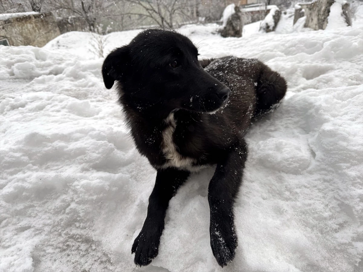 Ardahan, Tunceli ve Kars'ta kar yağışı etkili oluyor