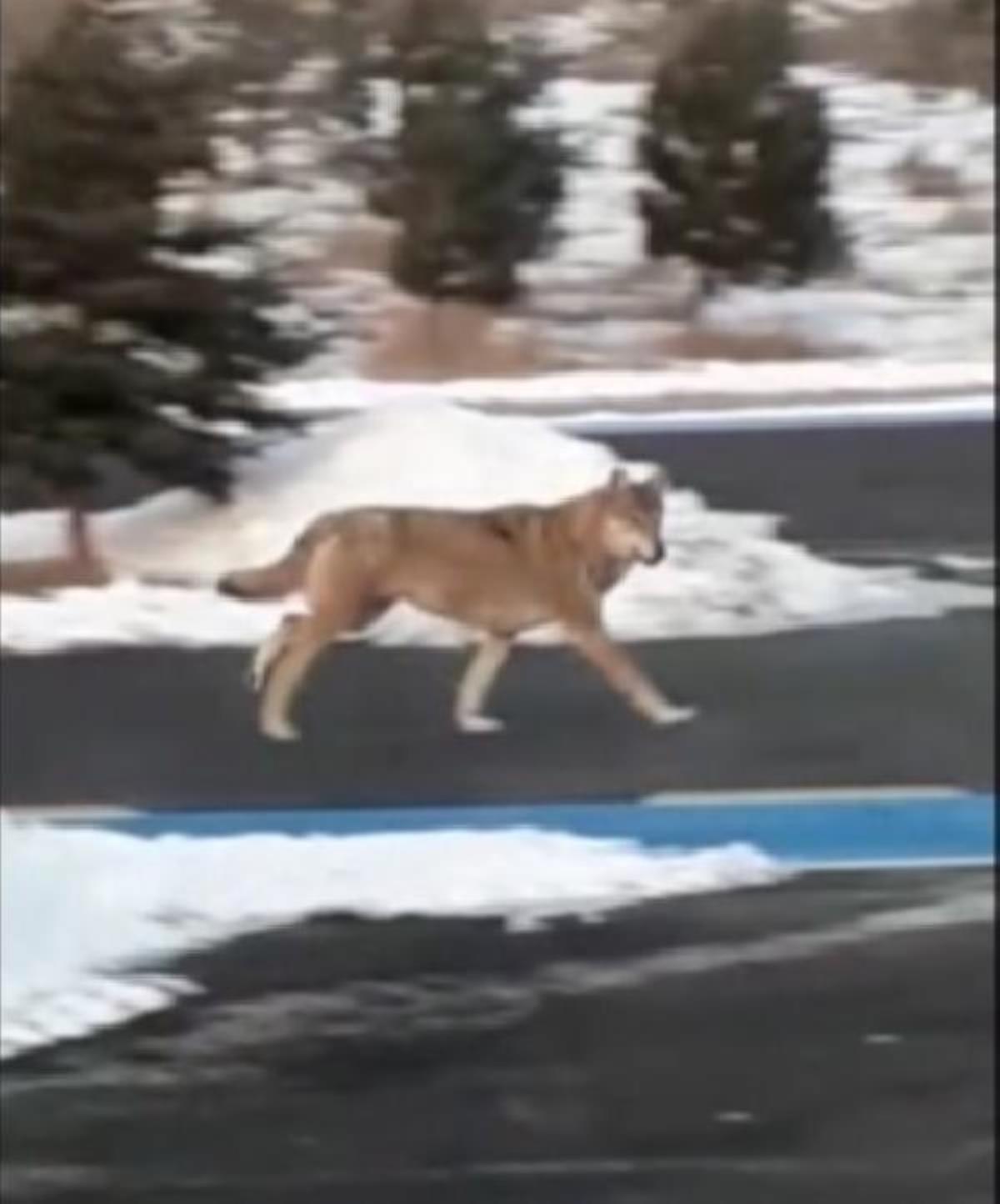 Ardahan üniversitesi kampüsüne kurt indi 