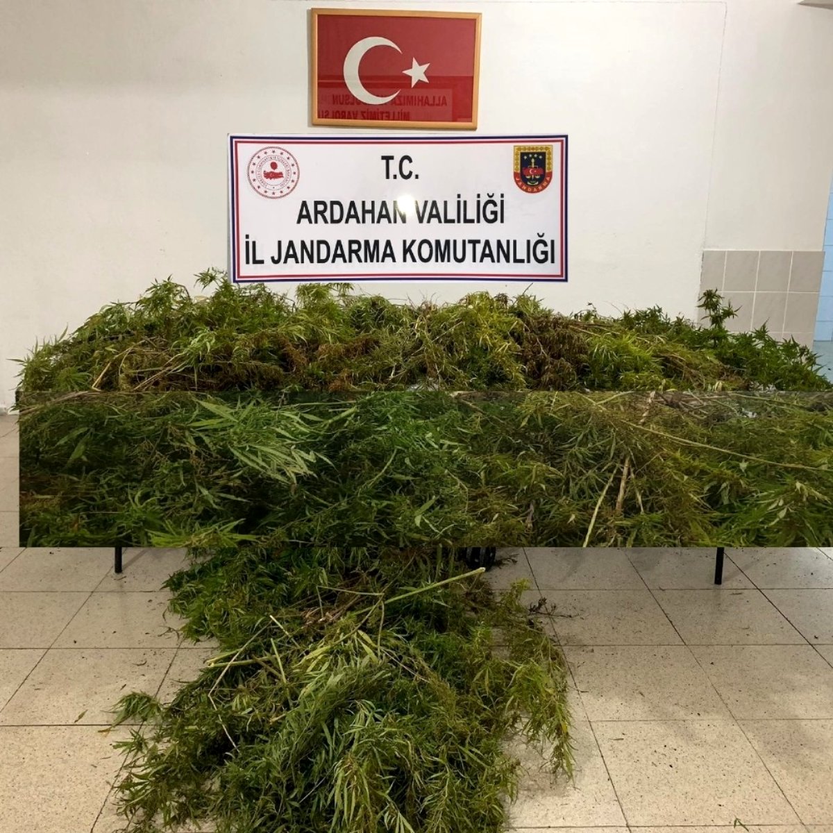 Ardahan'da 114 kök Hint keneviri ele geçirildi