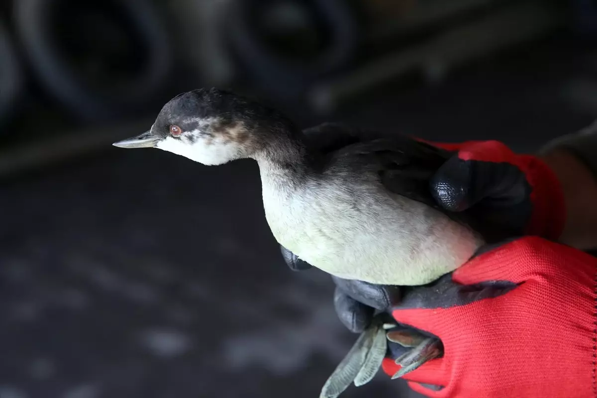Ardahan'da bitkin batağan yavrusu tedavi altına alındı