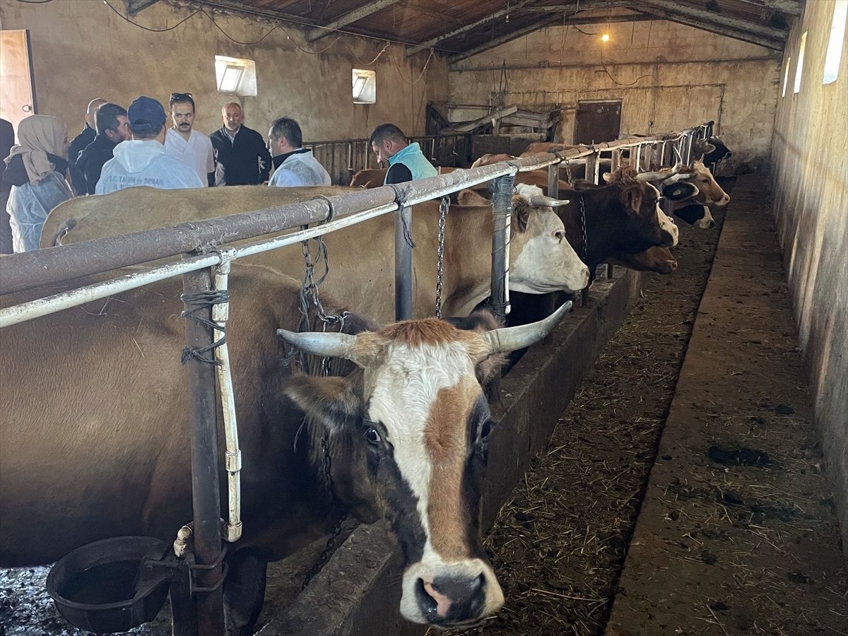 Ardahan'da Büyükbaş Hayvanların Şap Aşılama Programı Başladı