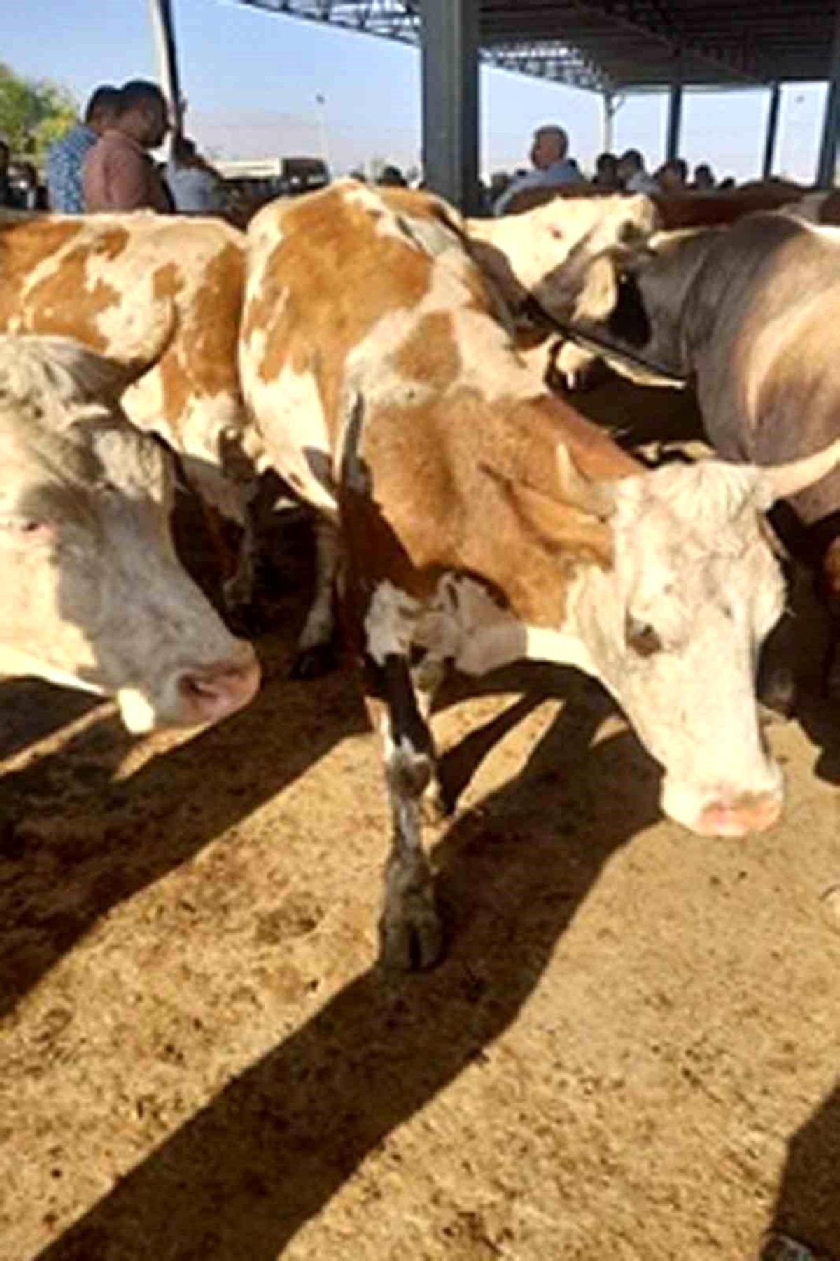 Ardahan'da Çalınan 5 Büyükbaş Hayvan Iğdır'da Satıldı