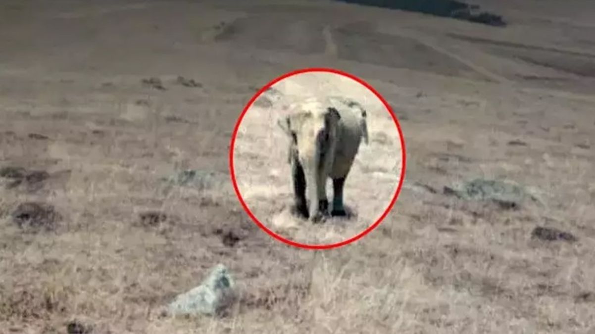 Ardahan'da fil mi görüldü? Valilik yaptığı açıklama ile tartışmalara noktayı koydu