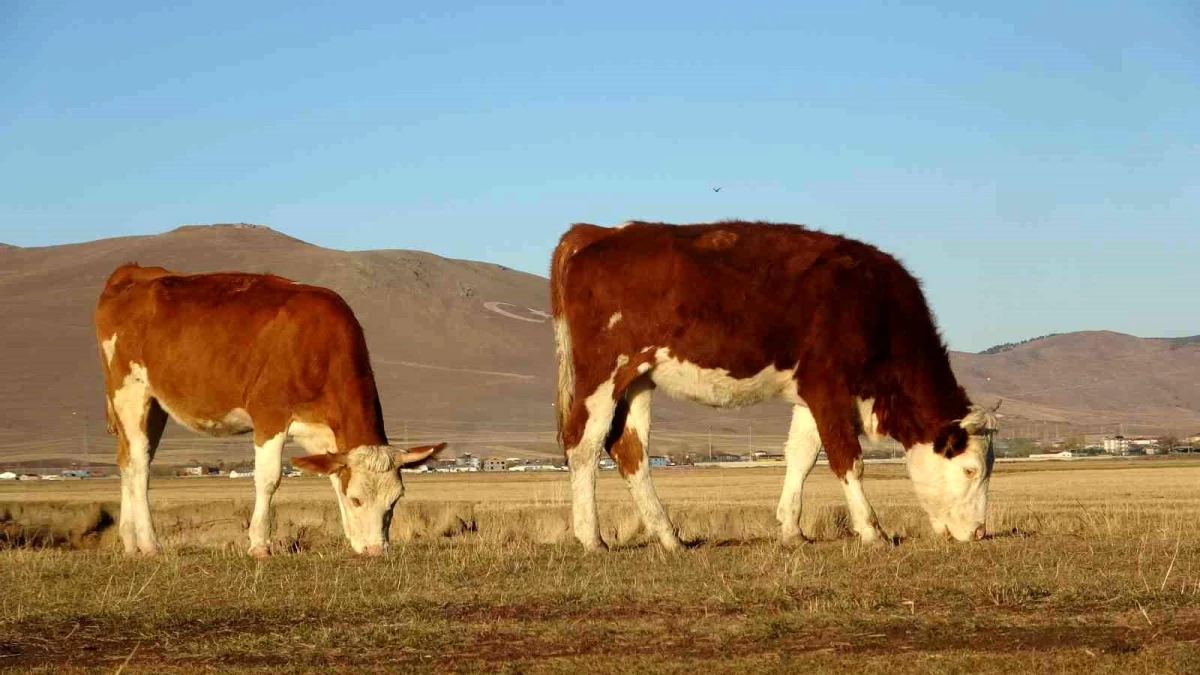 Ardahan'da Hayvancılık İçin Olumlu Hava Şartları