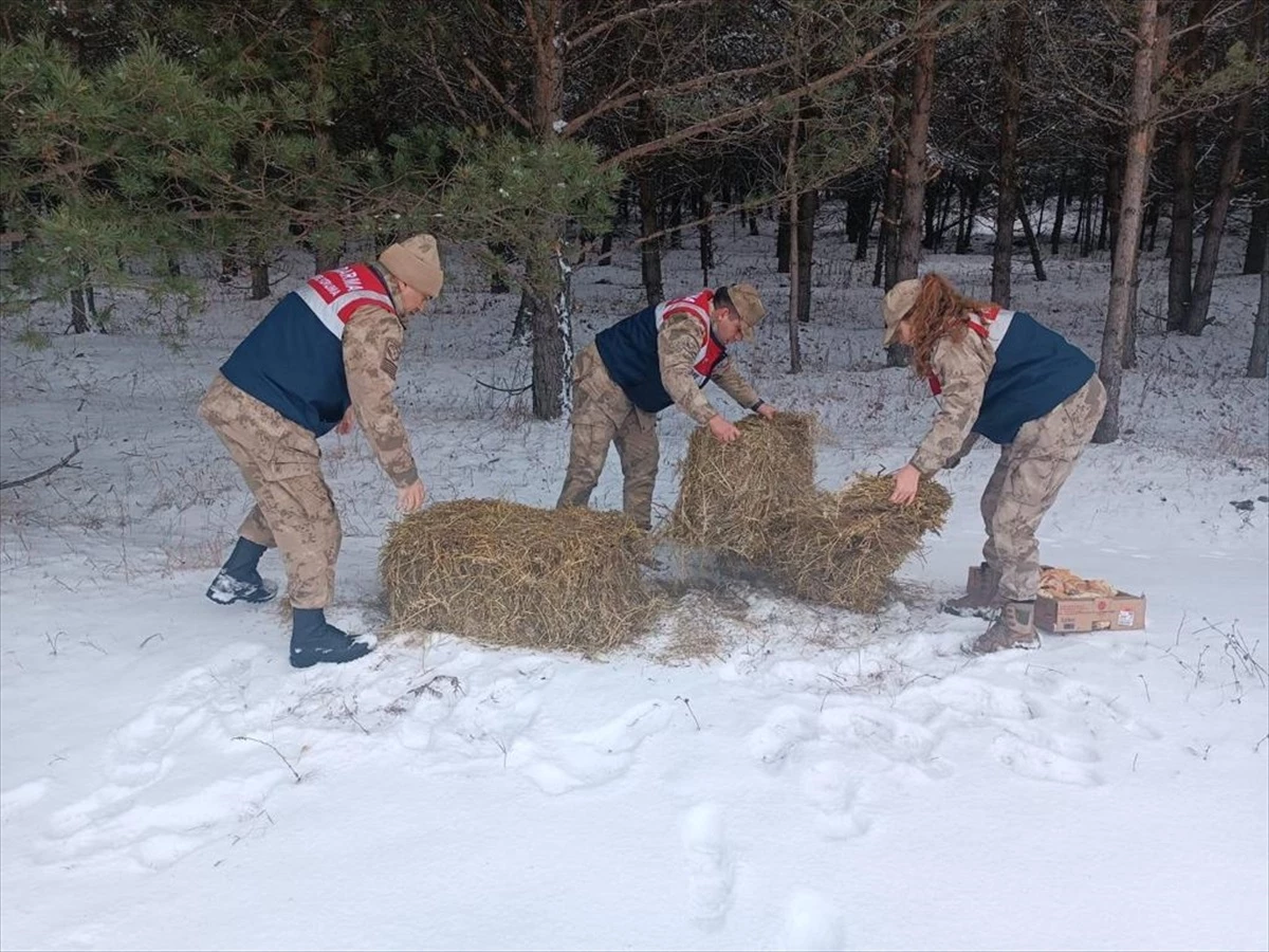Ardahan'da Jandarma Timi Yaban Hayvanlarına Yem Bıraktı