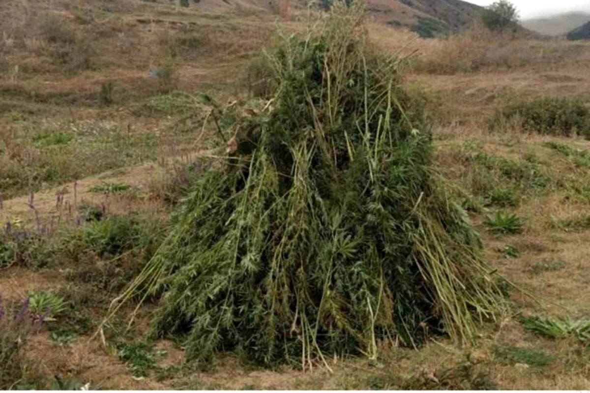 Ardahan'da Kendiliğinden Yetişen 66 Bin 622 Kök Hint Keneviri İmha Edildi