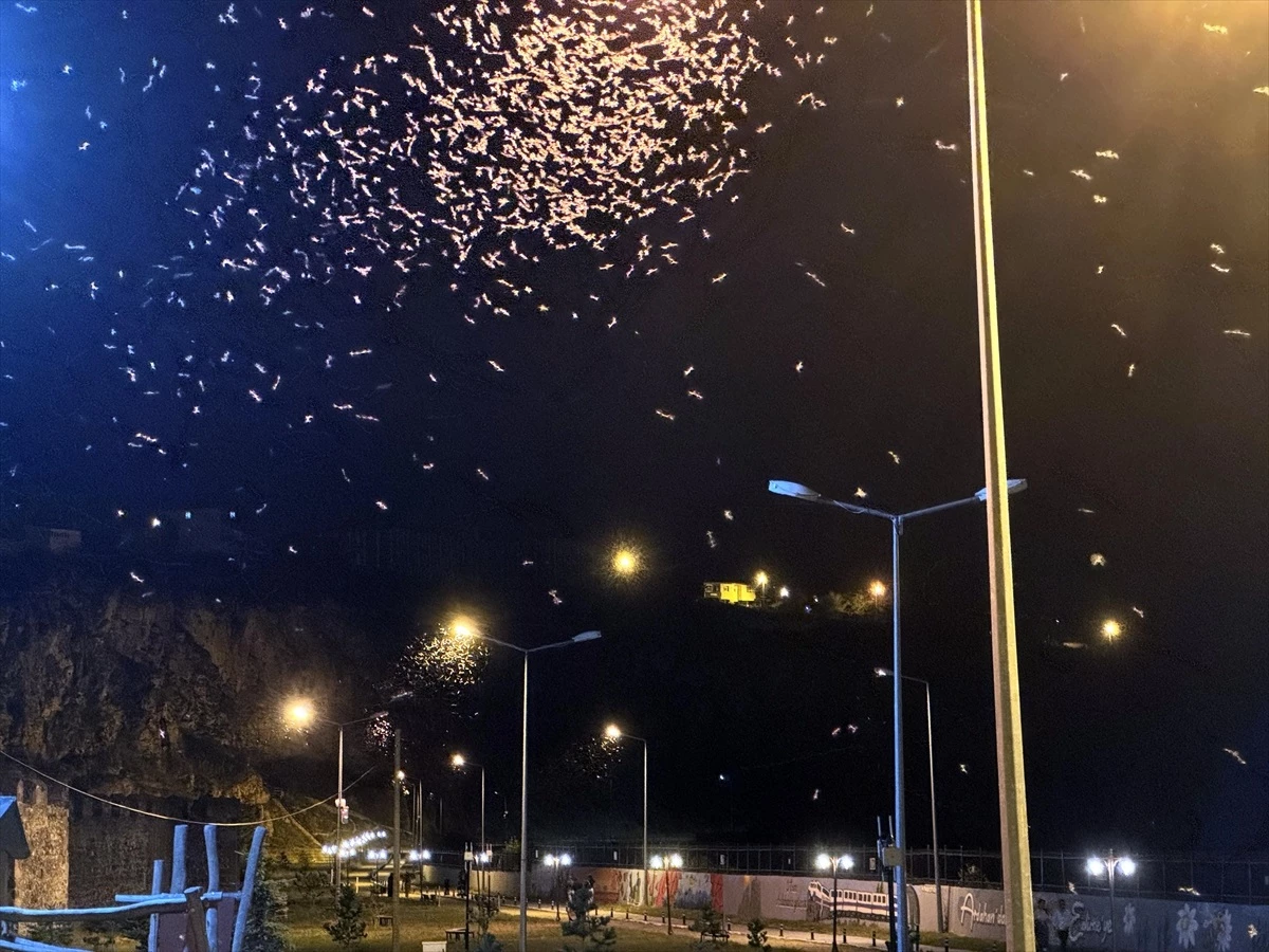 Ardahan'da Mayıs Sinekleri Ölüm Uçuşuna Başladı