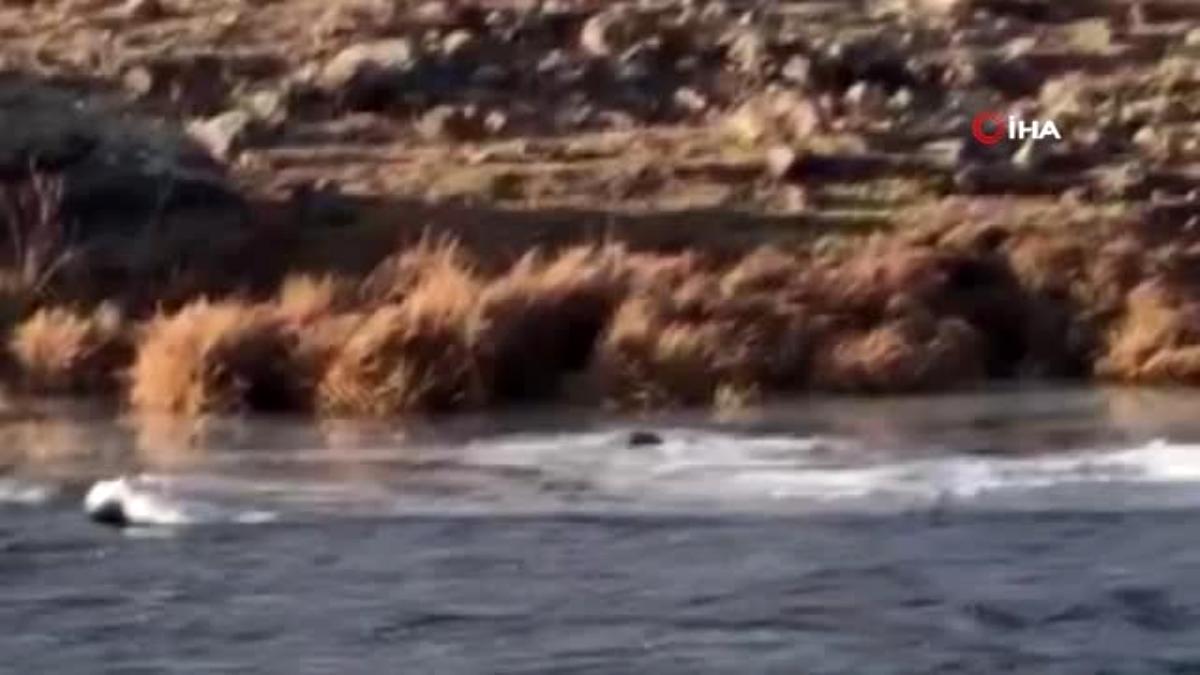 Ardahan'da, nesli tükenme tehlikesi altında bulunan su samuru görüntülendi